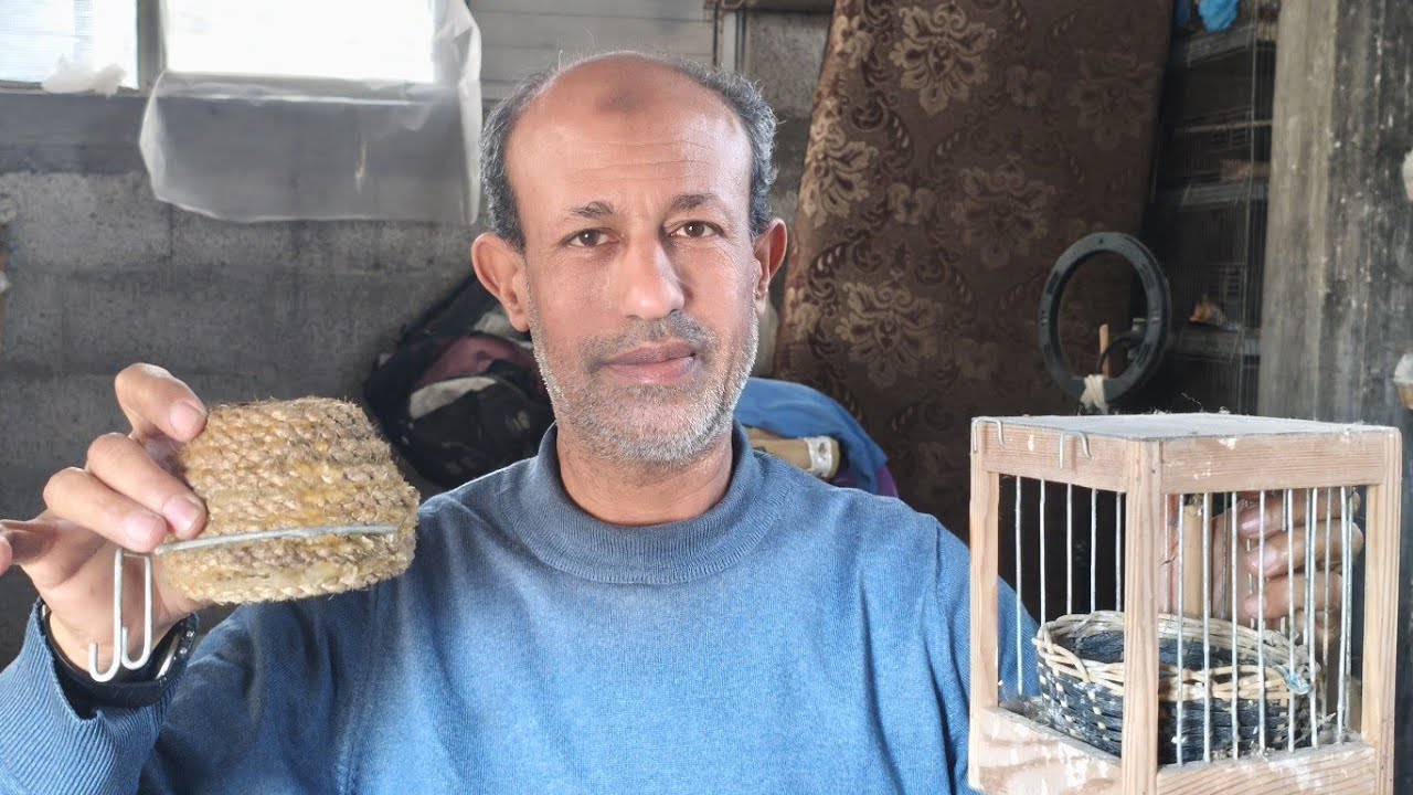 حالة نادرة تحدث مع إناث الكناري (رفض التزاوج)