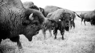 Faces Of Fort Mcmurray - Brad Ramstead, Buffalo Herder