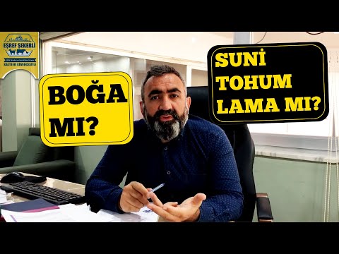 Boğa mı Suni