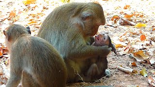 The poor baby is heartbroken while the mother refuses the milk and put discipline (Real Monkey 2024)