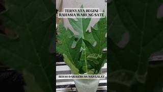 Tips Rahasia Usir Lalat idekreatif tips tutorial