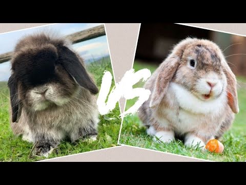 PERBEDAAN KELINCI HOLLAND LOP DAN MINI LOP