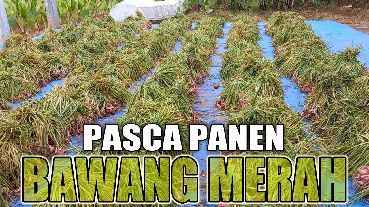 CARA PANEN, MENJEMUR, MENGIKAT DAN MEMBUNGKUS  BAWANG MERAH