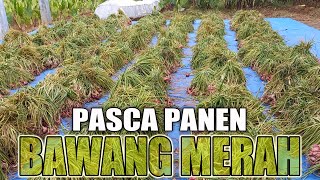 Cara Panen Menjemur Mengikat Dan Membungkus  Bawang Merah