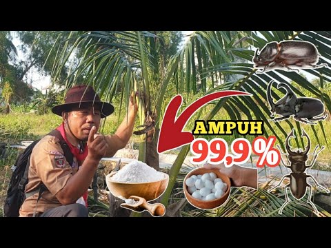 Video: Kumbang pohon - bagaimana cara menyingkirkannya?