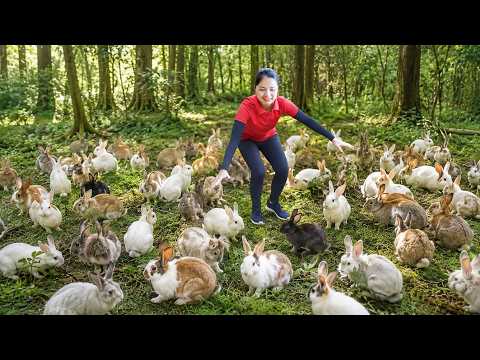 Harvesting Many Wild Rabbits Around The Farm 🐇 Countryside Daily Life | Daily Garden