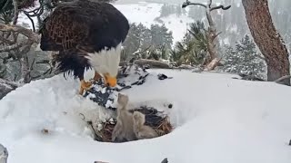 Big Bear's housing plan ruffles feathers of bald eagle advocates