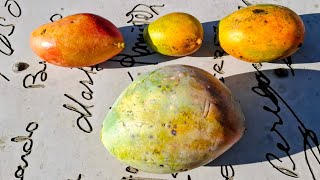 Giant 1,77 kg / 4 lb Osteen Mango and other Mangos from Spain