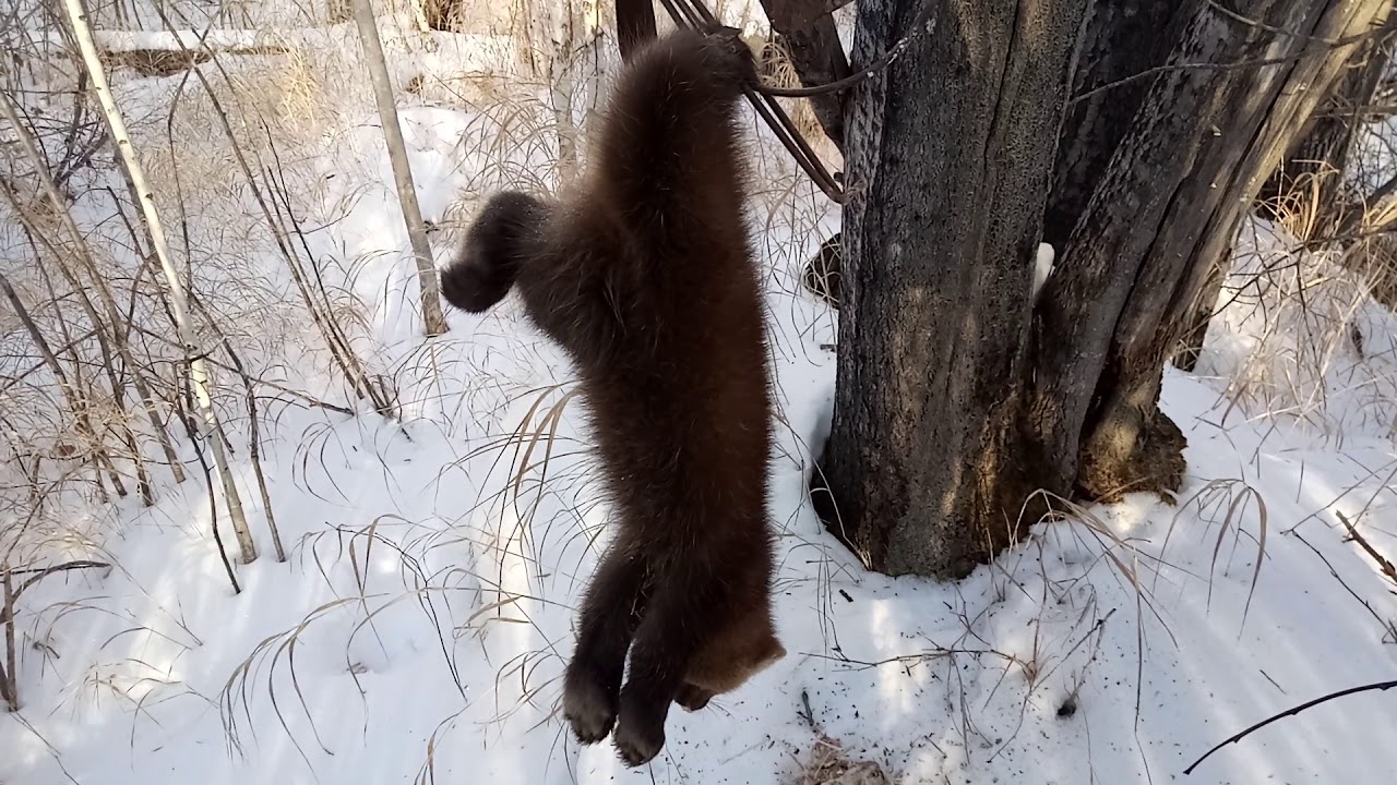 Дхо на соболь