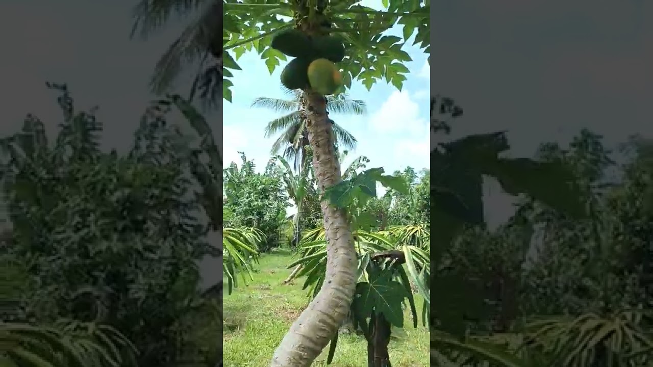 Green thumb! Myth or fact?