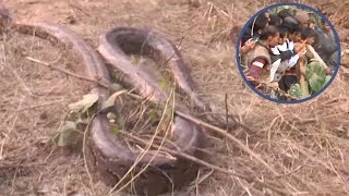 Mob Attempts To Get Python Selfies Wealth