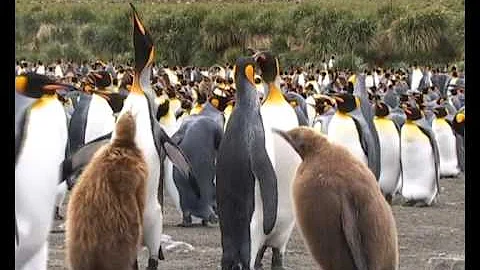Antarctica,the king penguins of Gold Harbour, South Georgia.