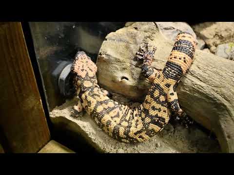 Video: Odysea Aquarium Scottsdale: Tipy, vstupenky, umístění