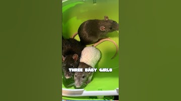 Important bRat Announcement #vtuber #rat #shorts