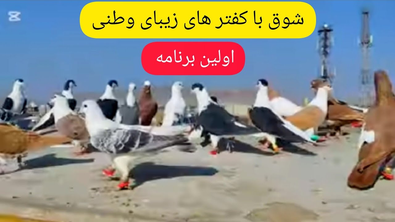 کفتر بازی در منطقه بی بی مهرو ع ، چینل نو ، بام نو ، کفترهای نو و شوق ...