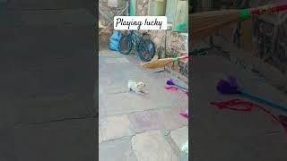 lucky playing broom#dog #funny #viralvideo #1million #ghibli #viralvideo#viralshort #trending