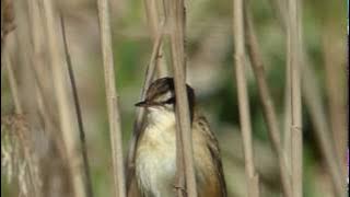 Sedge Warbler Calling, at RSPB Lakenheath 2017