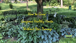 How to Grow Gorgeous Healthy Hosta Without Deer Damage
