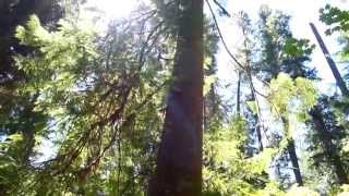 Constutuition Grove - Old Growth Tall Timbers 3