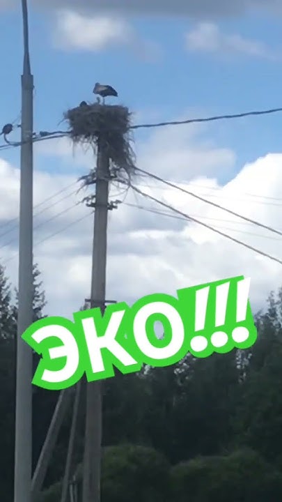 #аист #аисты #тосно #любань #экология #трасса #гнездо #р - YouTube