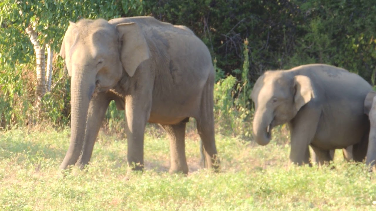  Male-female interactions in Asian elephants in Sri Lanka