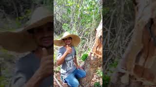 Essa É Abelha Jandaíra Muito Brava