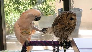When a Talking Cockatoo Met an OWL ❤️😂 Funniest Parrots Ever