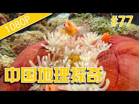 纪录片 出路 中国地理探奇77-软珊瑚与硬珊瑚-HD高清完整版