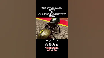 アトラスオオカブト みーぺ Vs ヘラクレスオキシデンタリス みかん 虫バトル 昆虫バトル 昆虫 カブトムシ 