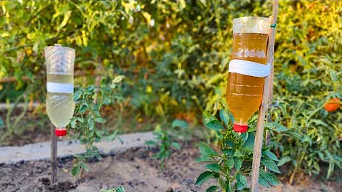 Beat the Watering Woes! Build a Drip Irrigation System from Recycled Bottles
