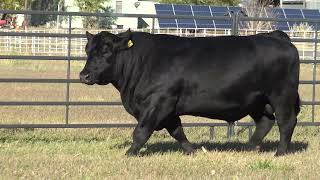 1AN01540 WHEELHOUSE Wealth