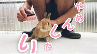 ブラシでゴシゴシやってたらビクッてなるウサギ #249