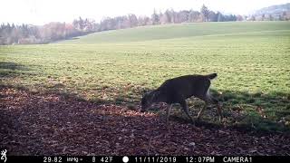 Blacktail Buck Fartdeer Fart