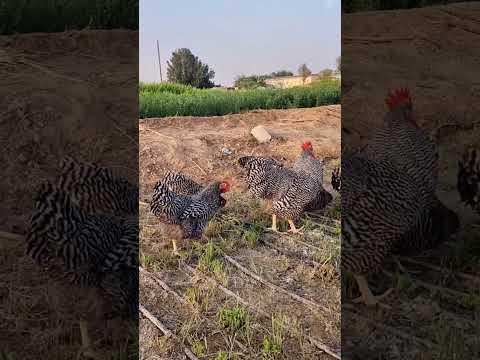 دجاج الامروك البياض سلاله الامريكيه ر 