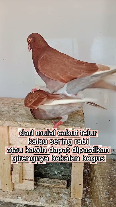 cara melihat merpatikolong girengnya bagus‼️ #janganlupasubscribe #shortvideo #merpatikolong #viral