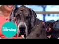 World's Tallest Dog Meets Britain's Smallest Dog! | This Morning