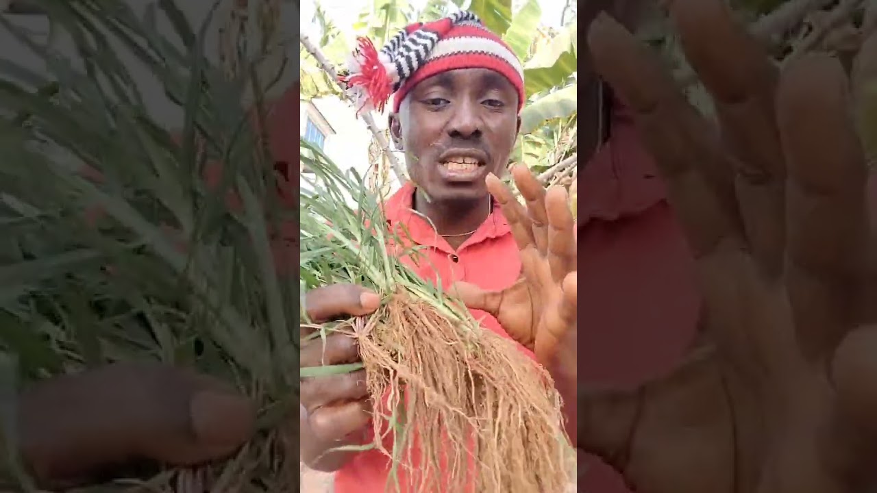 What are the benefits of Paragis/Eleusine indica/Wire grass?(Ijite in Igbo)