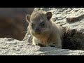 Rock Hyrax Behavior and Activities