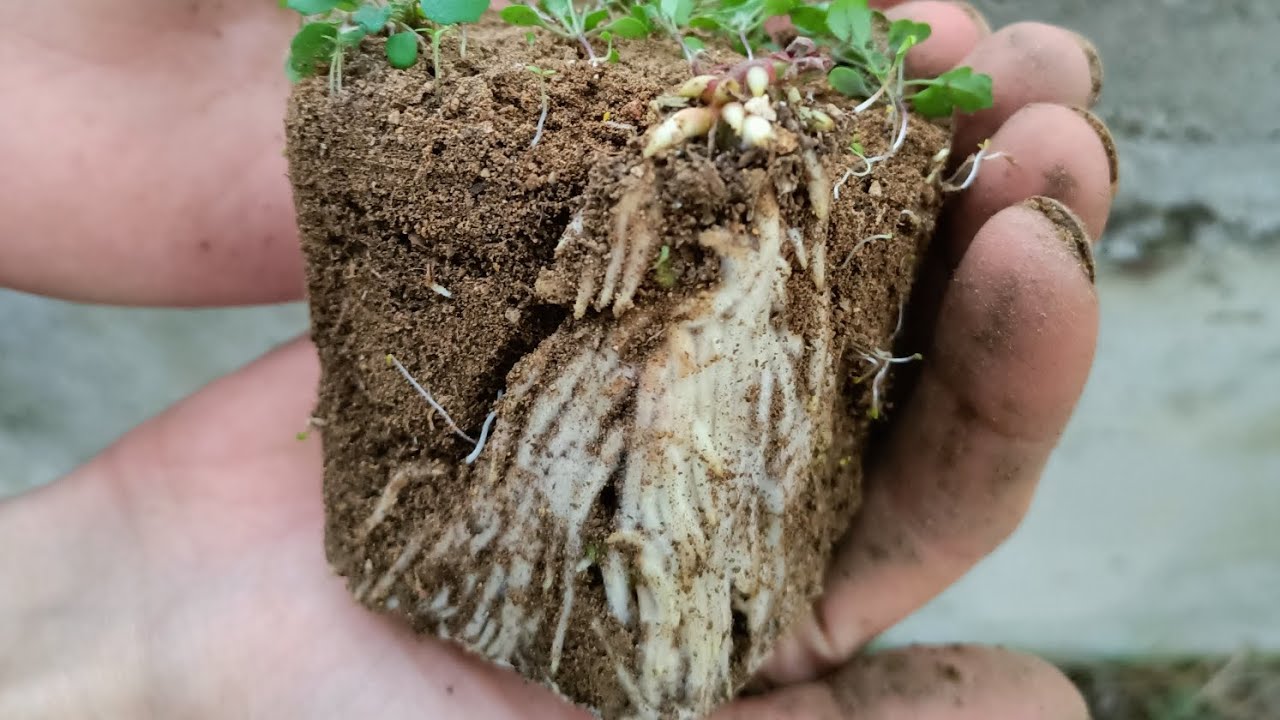 Böğürtlen Nasıl Çoğaltılır?En Kaliteli Çoğaltma Yöntemi(Uç DaldırmaYöntemi)P:2 