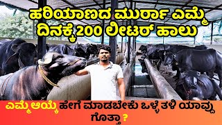 ಮುರ್ರಾ ಎಮ್ಮೆ ಎಲ್ಲ ಸೇರಿ 200 ಲೀಟರ್ ಹಾಲು ಆಗುತ್ತೆ | BUFFALO DAIRY FARM TOUR EP 01 | KRUSHI SANCHARI