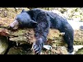 Backcountry Idaho DIY Black Bear Hunting! - The Balance #2 - Limitless 62