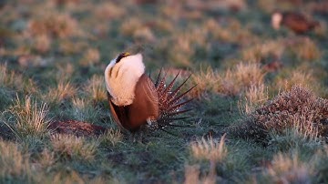 Sage grouse mating dance