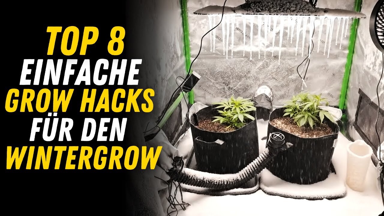 Cannabis Anbau im Winter - Mit simplen Tricks kannst du die Temperatur optimieren und Energie Sparen
