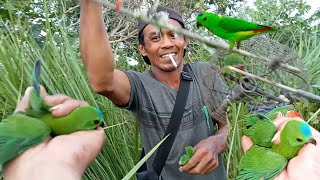 mikat burung serindit ‼️di bikin kewalahan/Pikatan di serang bertubi tubi