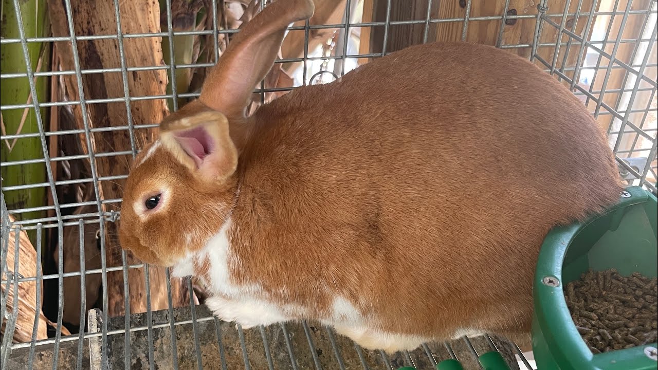 Cómo seleccionar machos de conejos reproductores según mi experiencia