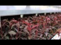 Who We Are: Agromillora Group. It's in our Nature (English)