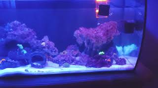 Fluval Flex 32.5G/123L Reef Tank Update