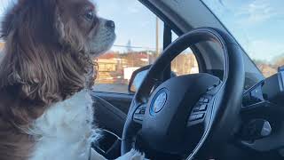 Cavalier King Charles Spaniel Driving A Car
