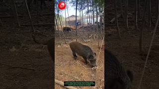 Loop Trap Logic: Feeding Turns Into Catching! 🐖🔄