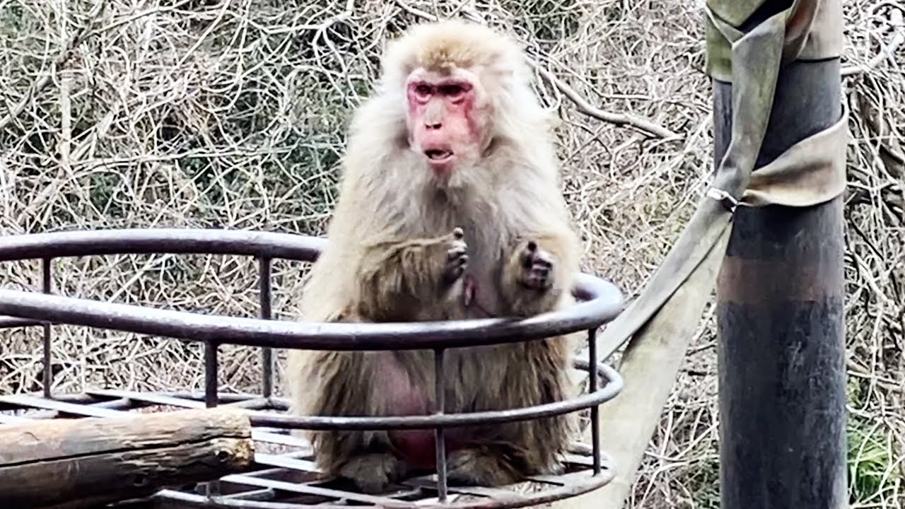 拍手でえさを要求するサル | A monkey demands food by clapping hands
